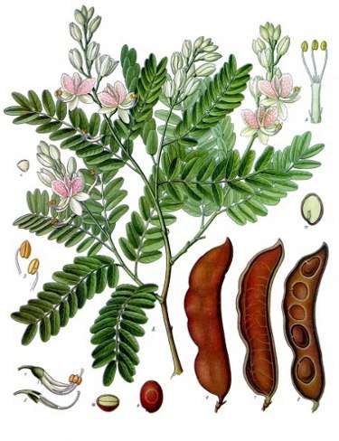Image Credit: Franz Eugen Köhler, Köhler's Medizinal-Pflanzen
Rights: Public Domain
Source:http://commons.wikimedia.org/wiki/File:Koeh-134.jpg Contact image